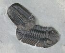 Double Eldredgeops Trilobite Specimen - New York #12235-1